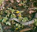 Natrix natrix DE: Ringelnatter UK: Grass snake Ringe Grassnake ES: Culebra de collar IT: biscia dal collare CZ: u�ovka obojkov� TR: Yari sucul yilan FR: Couleuvre a collier PL: Zaskroniec zwyczajny FI: Tarhak��rme